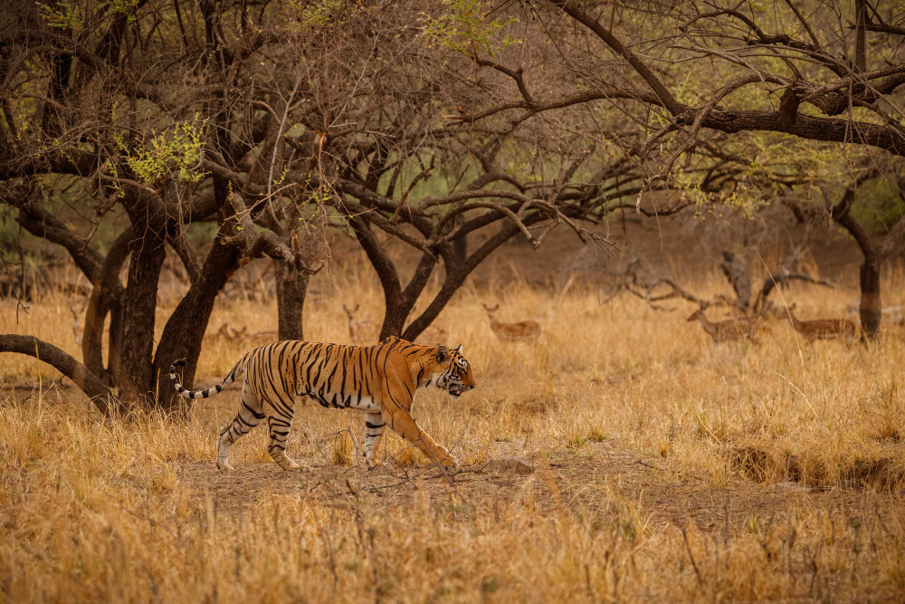 Tiger Safari Bandhavgarh